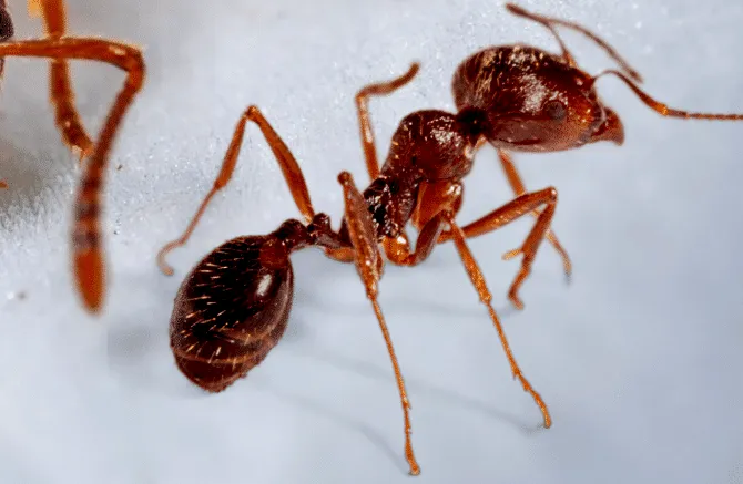 Natural Ways to Fight Off Ant Invasions