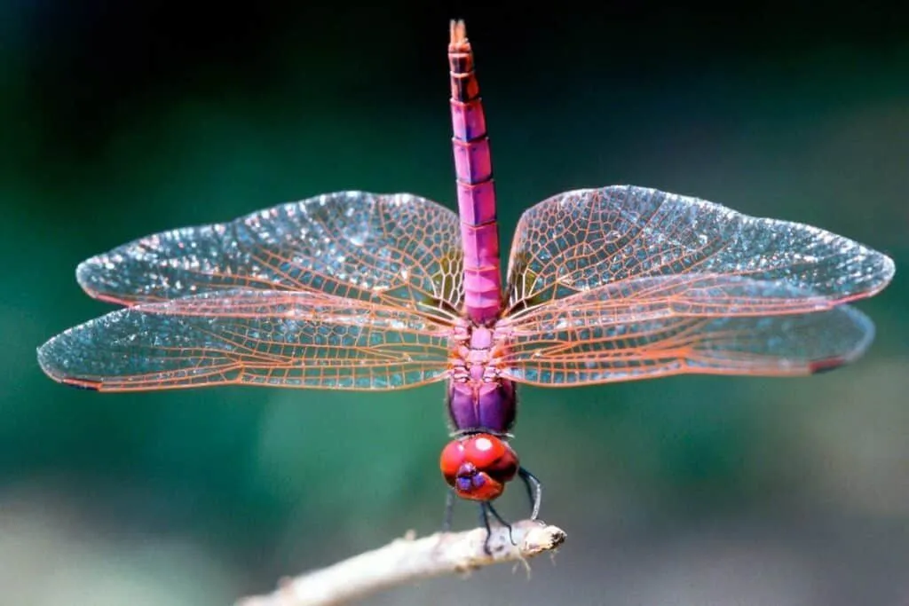 Turn Your Backyard into a Dragonfly Paradise