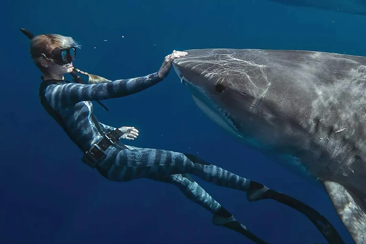 Ocean Ramsey: Swimming With Sharks and Changing Perceptions