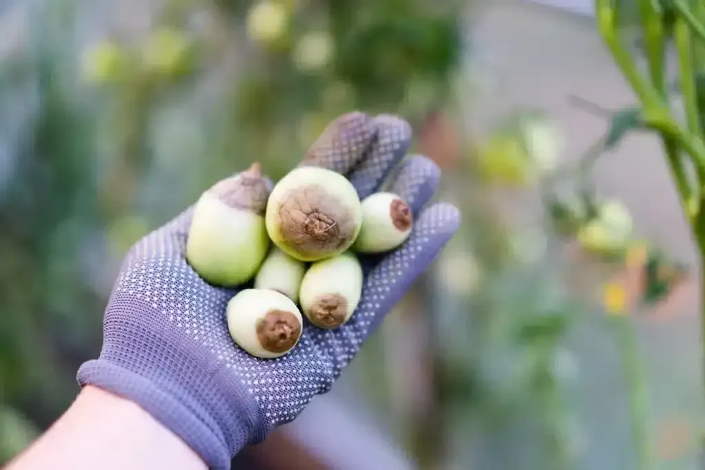 Understanding and Fighting Common Tomato Troubles